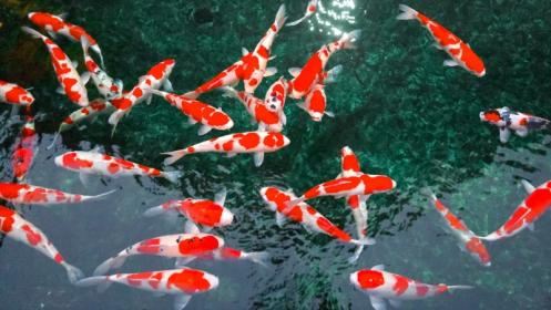 Terrassier Terrassier