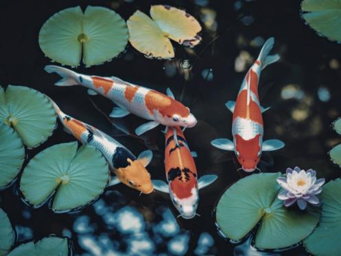 Création bassin Création bassin